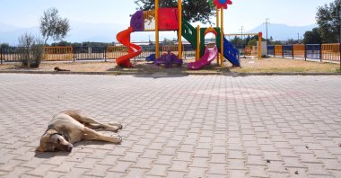 A stray dog rests in a public park, Izmir, Türkiye, Dec. 19, 2023. (DHA Photo)