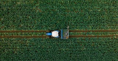 Farmers harvest broccoli at a farm in Izmir, western Türkiye, Dec. 3, 2023. (AA Photo)