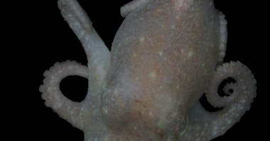 The photo shows a Pareledone turqueti (Turquet's octopus), Dec. 20, 2023. (AFP Photo) 