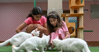 Girls are playing with a group of Van cats in the Research and Application Center, Van, Türkiye, Aug. 7, 2023. (AA Photo)