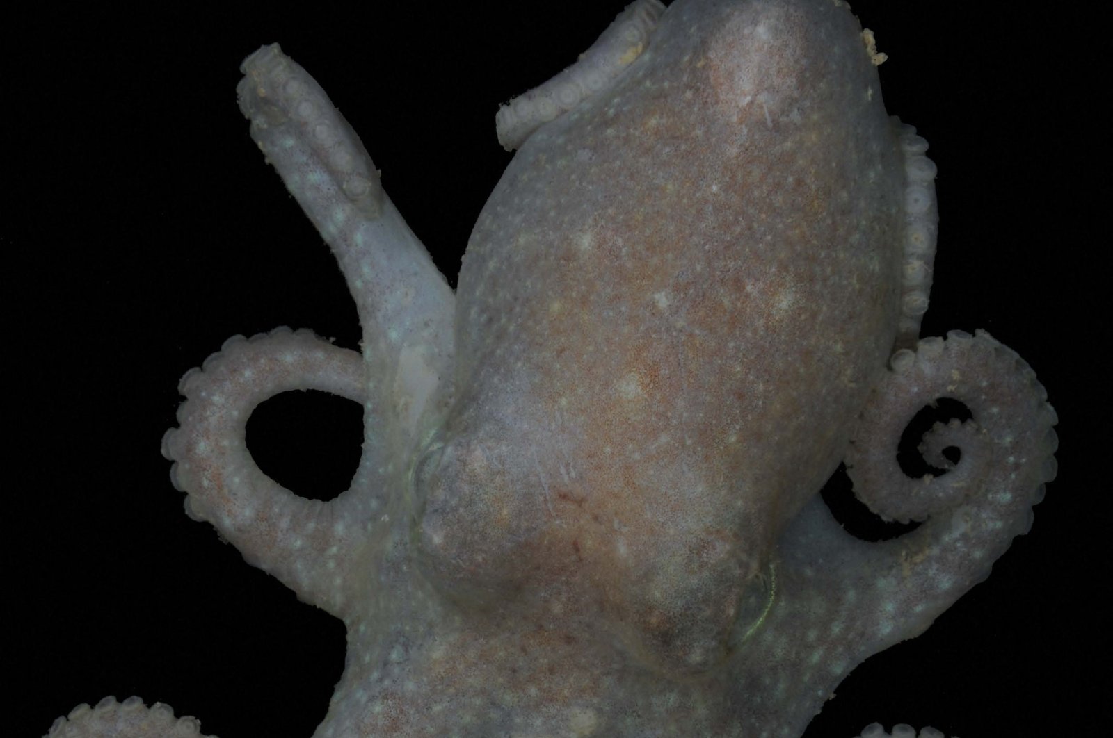 The photo shows a Pareledone turqueti (Turquet&#039;s octopus), Dec. 20, 2023. (AFP Photo) 