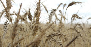 Crops are seen in a wheat field ahead of the annual harvest near Moree, NSW, Australia, Oct. 27, 2020. (Reuters Photo)