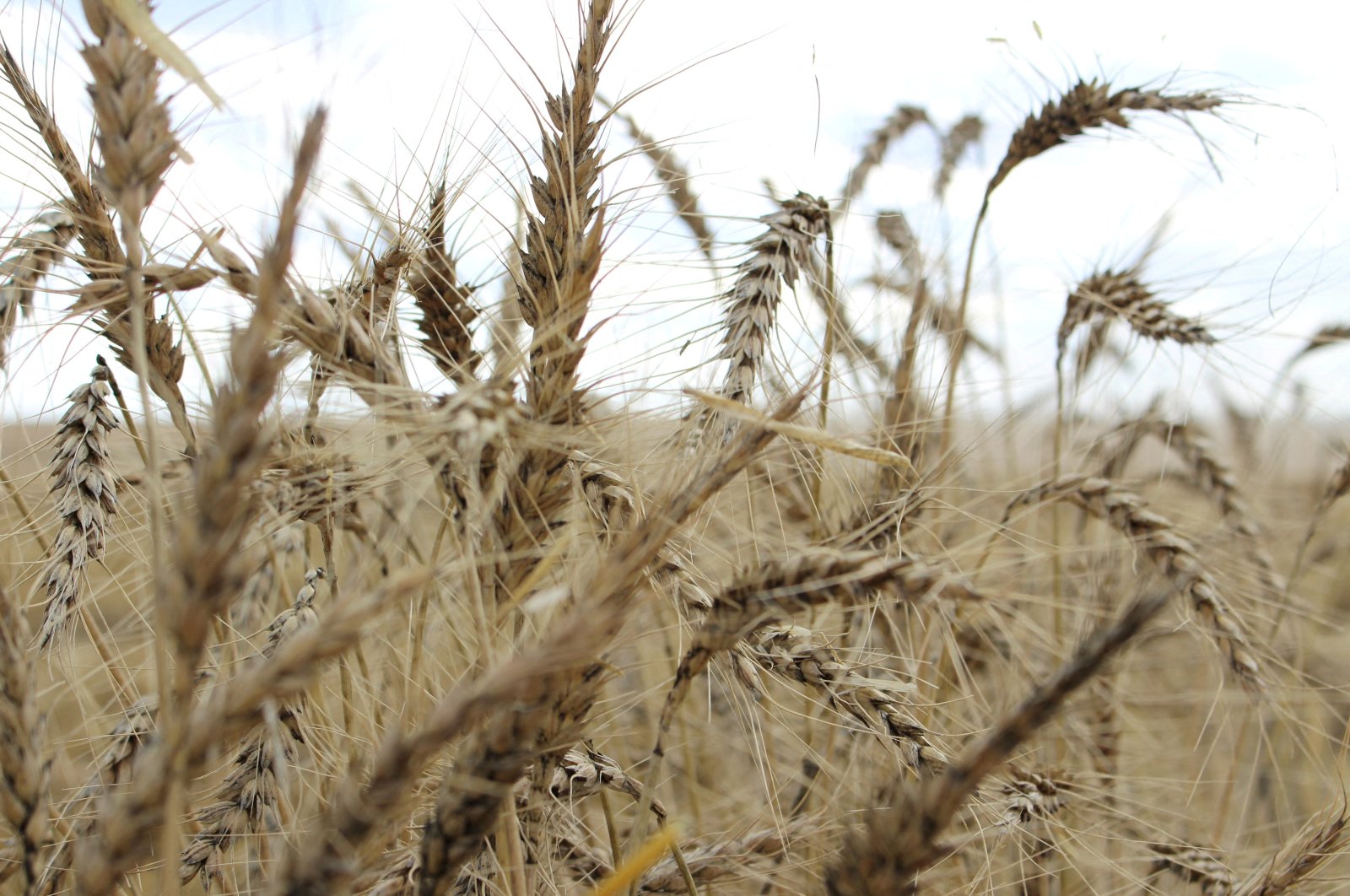 Crops are seen in a wheat field ahead of the annual harvest near Moree, NSW, Australia, Oct. 27, 2020. (Reuters Photo)