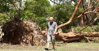A man walks next to a fallen tree after a storm in Oxenford on the Gold Coast, Queensland, Australia, Dec. 27, 2023. (EPA Photo)