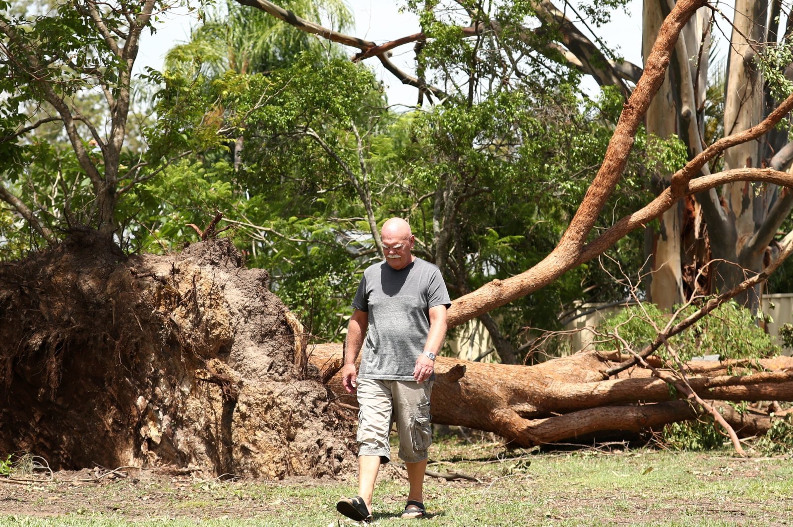 A man walks next to a fallen tree after a storm in Oxenford on the Gold Coast, Queensland, Australia, Dec. 27, 2023. (EPA Photo)