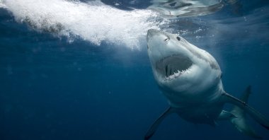 Great white shark swims in the sea, Jan. 02, 2024. (Getty Images)