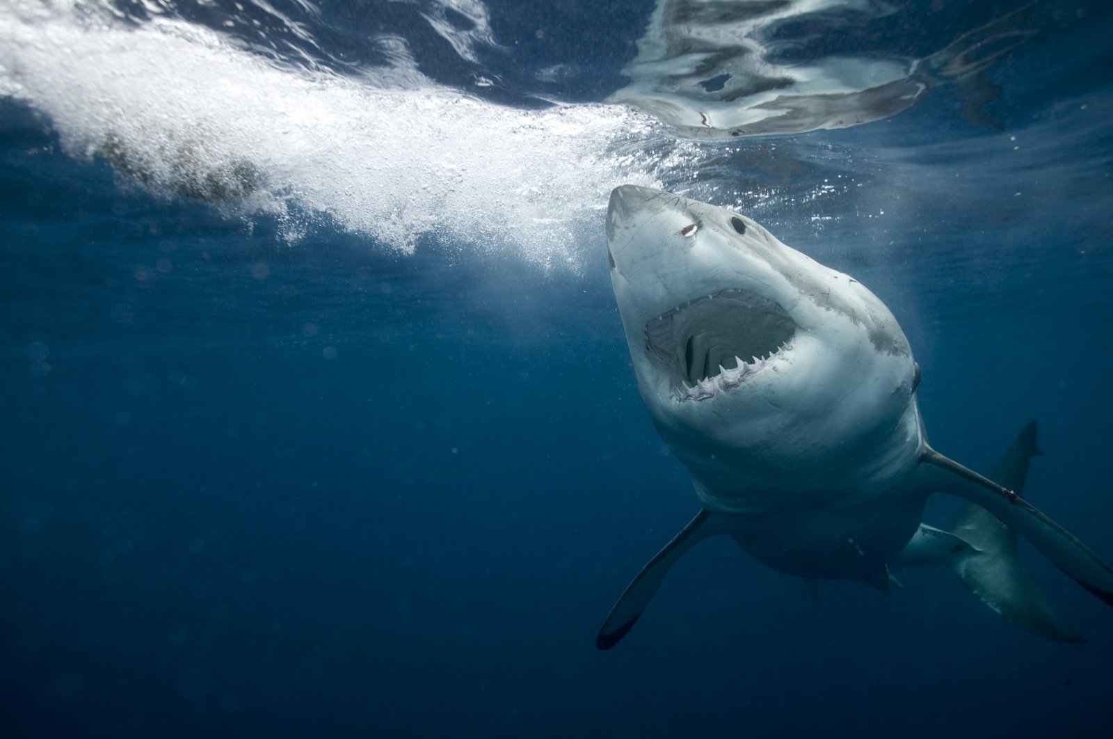 Great white shark swims in the sea, Jan. 02, 2024. (Getty Images)
