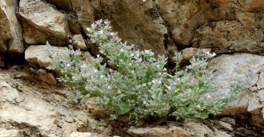 The newly discovered "Ovacık bell," a subspecies of the bluebell plant, was discovered in Tunceli, Türkiye, Jan. 3, 2024. (AA Photo)