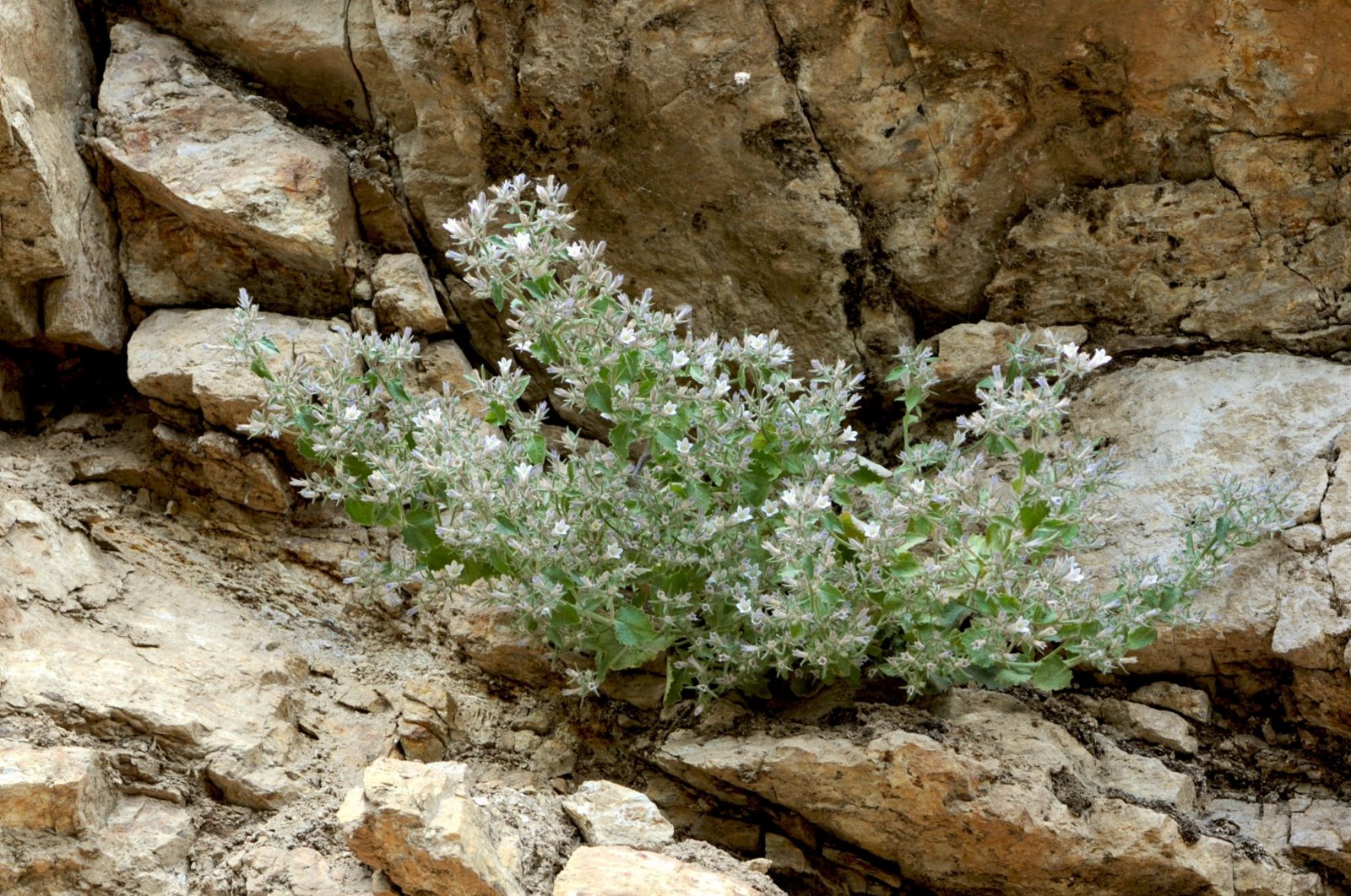 The newly discovered &quot;Ovacık bell,&quot; a subspecies of the bluebell plant, was discovered in Tunceli, Türkiye, Jan. 3, 2024. (AA Photo)