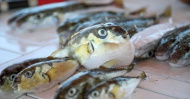 Pufferfish are seen on a boat counter, Iskenderun, Türkiye, Jan. 4, 2023. (DHA Photo)