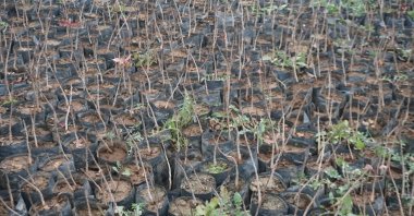 Thousands of hazlenut saplings were planted as a part of deforestation in Siirt, Türkiye, Jan. 3, 2024. (DHA Photo)