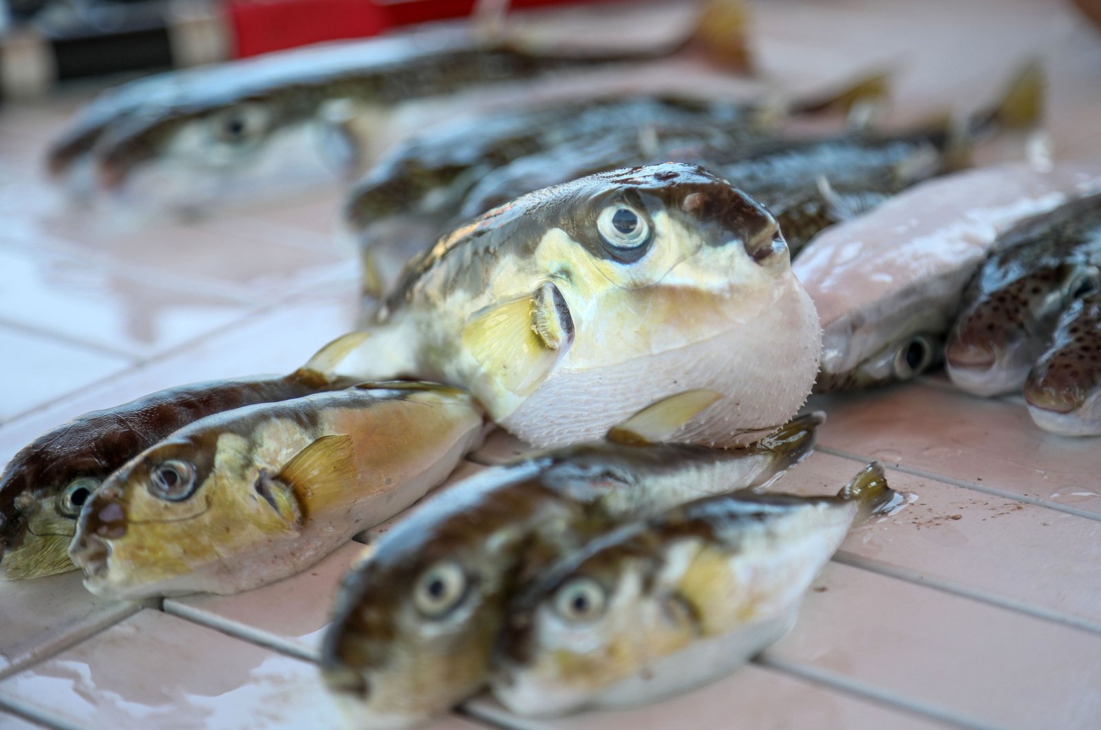 Pufferfish are seen on a boat counter, Iskenderun, Türkiye, Jan. 4, 2023. (DHA Photo)