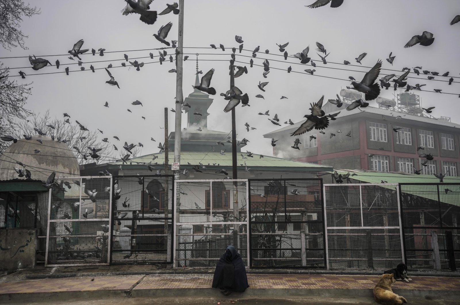Pigeons fly over a beggar woman sitting by a roadside under a thick fog on a cold morning in Srinagar, Kashmir, Dec 28, 2023. (AP Photo)