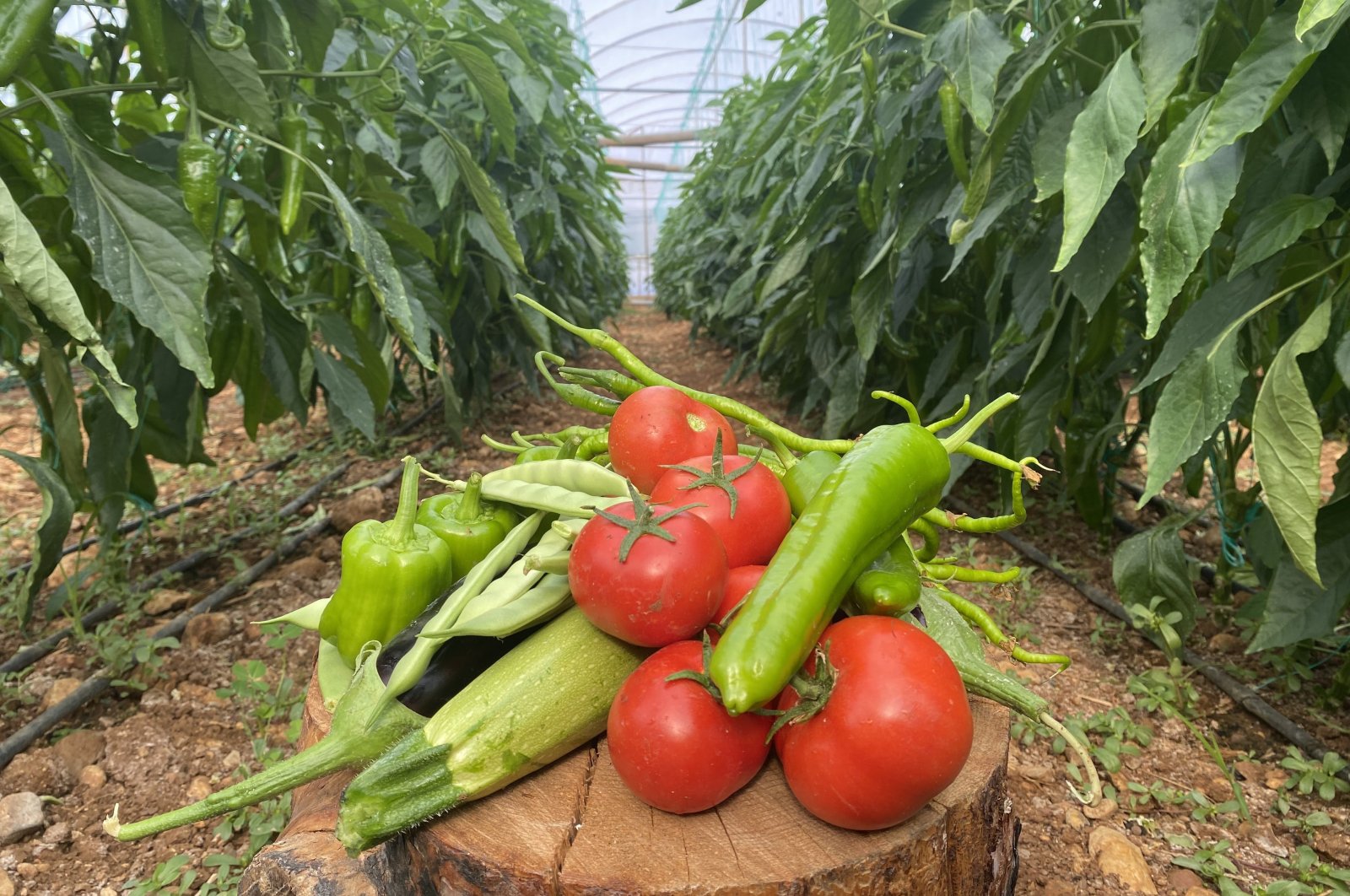 Peppers, zucchinis and tomatoes are photographed in a greenhouse in Antalya, southern Türkiye, Jan. 5, 2024. (IHA Photo)