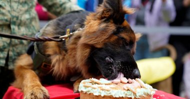 Arkadaş, a German Shepherd that was donated by the Turkish government as a gesture of gratitude following the death of Mexican rescue dog Proteo during the search for survivors after last year&#039;s quake in Türkiye, eats his birthday cake marking his first birthday in Mexico City, Mexico, Jan. 7, 2024. (Reuters Photo)