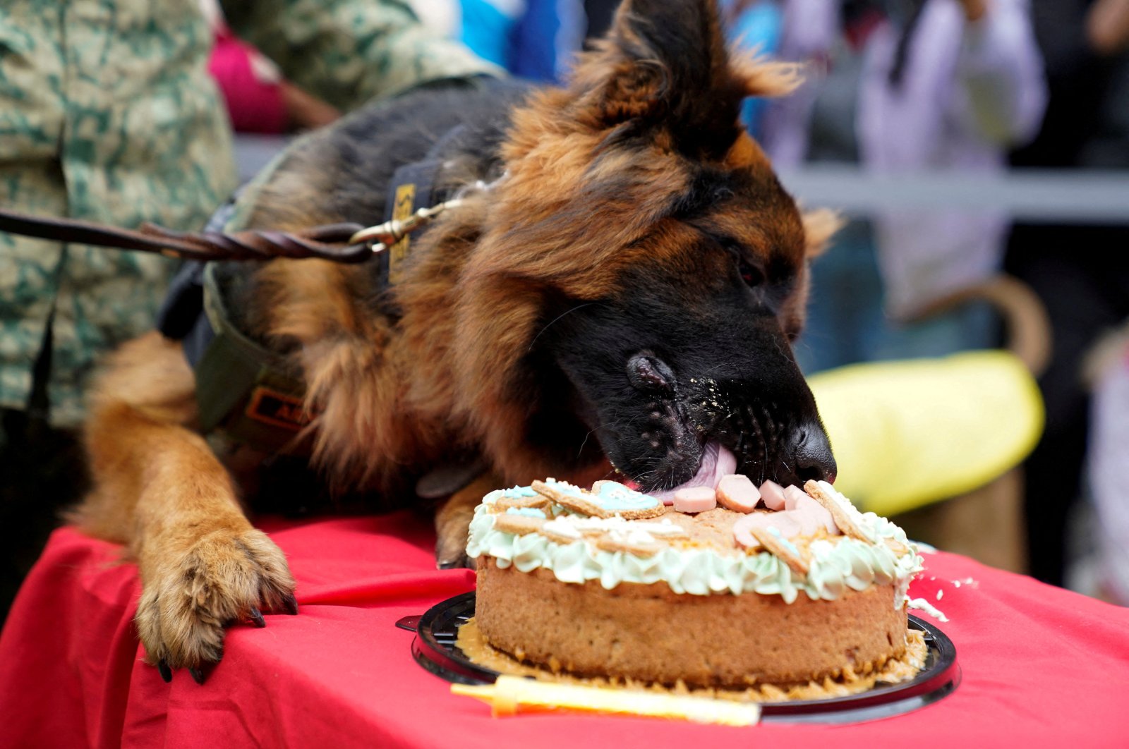 Arkadaş, a German Shepherd that was donated by the Turkish government as a gesture of gratitude following the death of Mexican rescue dog Proteo during the search for survivors after last year&#039;s quake in Türkiye, eats his birthday cake marking his first birthday in Mexico City, Mexico, Jan. 7, 2024. (Reuters Photo)