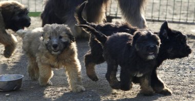 Sapsaree puppies play in Gyeongsan, South Korea, Oct. 29, 2010. (Reuters Photo)