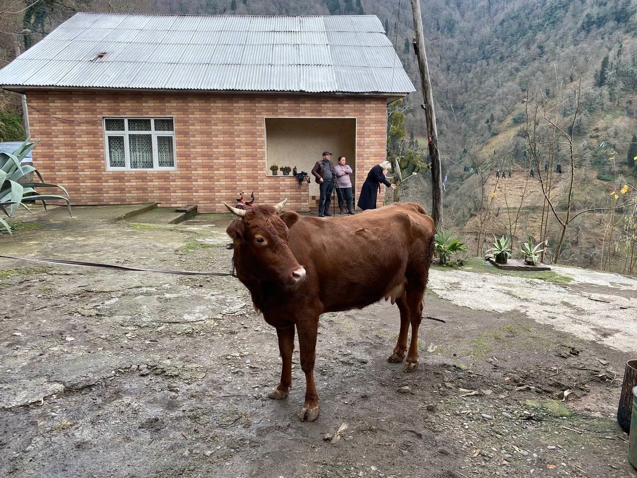 The internationally traveling cow, who crossed over from Türkiye, is seen in Kırnati village, Georgia, Jan. 12, 2024. (IHA Photo)