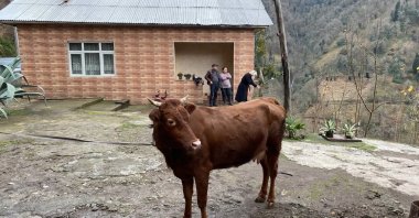 The internationally traveling cow, who crossed over from Türkiye, is seen in Kırnati village, Georgia, Jan. 12, 2024. (IHA Photo)