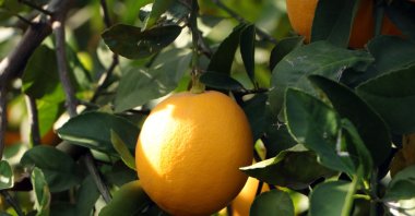 The Agriculture and Forestry Ministry bans artificially flavored lemon sauces to protect consumers&#039; health, Ankara, Türkiye, Jan. 14, 2024. (DHA Photo)