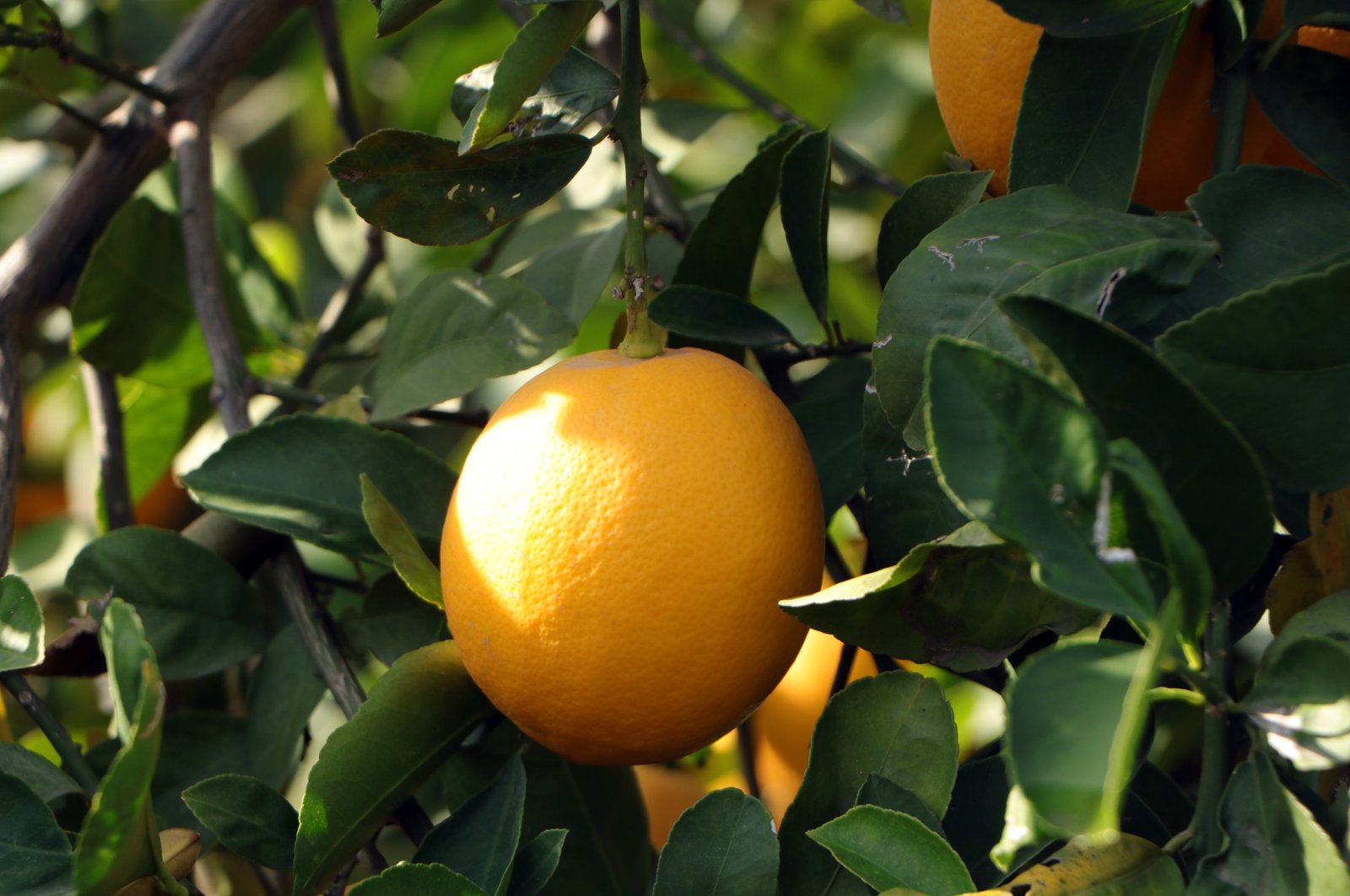 The Agriculture and Forestry Ministry bans artificially flavored lemon sauces to protect consumers&#039; health, Ankara, Türkiye, Jan. 14, 2024. (DHA Photo)