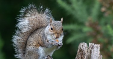 A close-up of a gray squirrel, Sciurus carolinensis, sitting on a tree stump feeding on a nut. (Getty Images Photo)