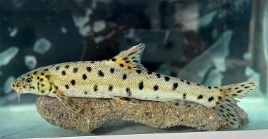 Leopard barbel fish in Türkiye. Jan. 18, 2024. (AFP Photo)