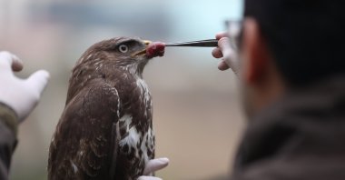 A hawk found injured is being treated by teams at the Nature Conservation and National Parks Branch Directorate, Düzce, Türkiye, Jan. 19, 2024. (AA Photo)