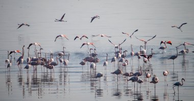 Flamingos come to the fore in the Gediz Delta, Izmir, Türkiye, Jan. 2, 2024. (AA Photo)