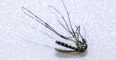 The Asian tiger mosquito (Aedes albopictus) is characterized by its striking white bands and between 2 and 10 millimeters in size. It is an important vector for the transmission of pathogens including the Zika virus. (dpa Photo)