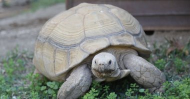 Turtles at Antalya Zoo were unable to hibernate this season amid rising seasonal temperatures, Antalya, Türkiye, Jan. 21, 2024. (DHA Photo)