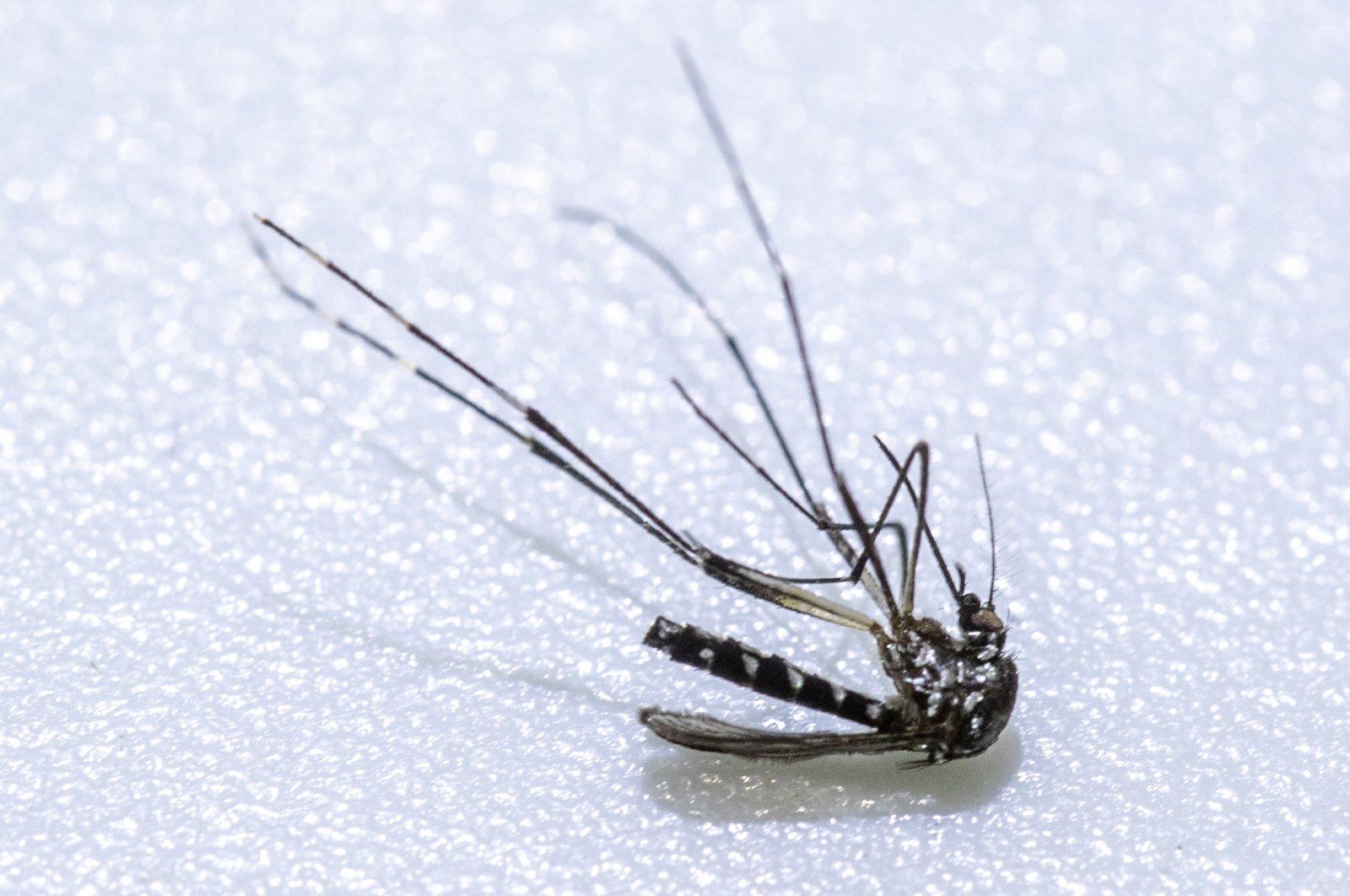 The Asian tiger mosquito (Aedes albopictus) is characterized by its striking white bands and between 2 and 10 millimeters in size. It is an important vector for the transmission of pathogens including the Zika virus. (dpa Photo)