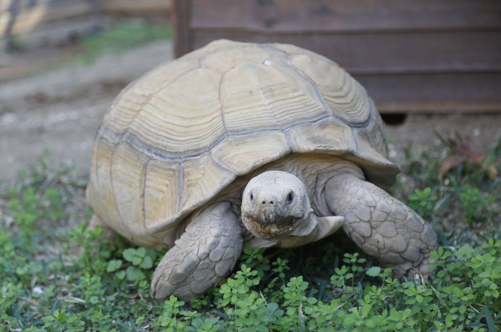 Turtles at Antalya Zoo were unable to hibernate this season amid rising seasonal temperatures, Antalya, Türkiye, Jan. 21, 2024. (DHA Photo)