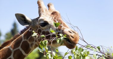 A giraffe eats leaves. (Getty Images Photo)