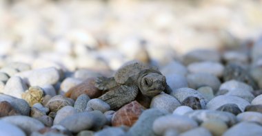 A close-up of a baby caretta caretta on Belek Beach, Antalya, Türkiye, Dec. 4, 2023. (DHA Photo)