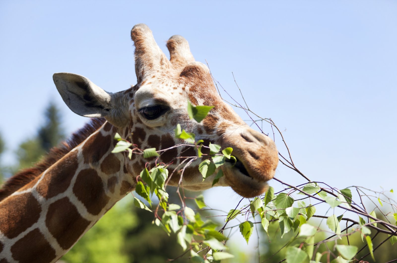 A giraffe eats leaves. (Getty Images Photo)