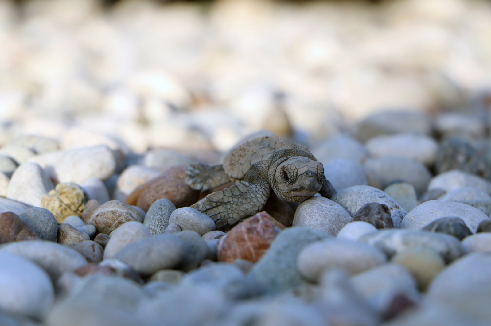 A close-up of a baby caretta caretta on Belek Beach, Antalya, Türkiye, Dec. 4, 2023. (DHA Photo)