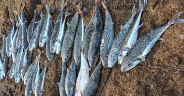 Pufferfish are seen on a boat counter, Izmir, Türkiye, Jan. 4, 2023. (DHA Photo)
