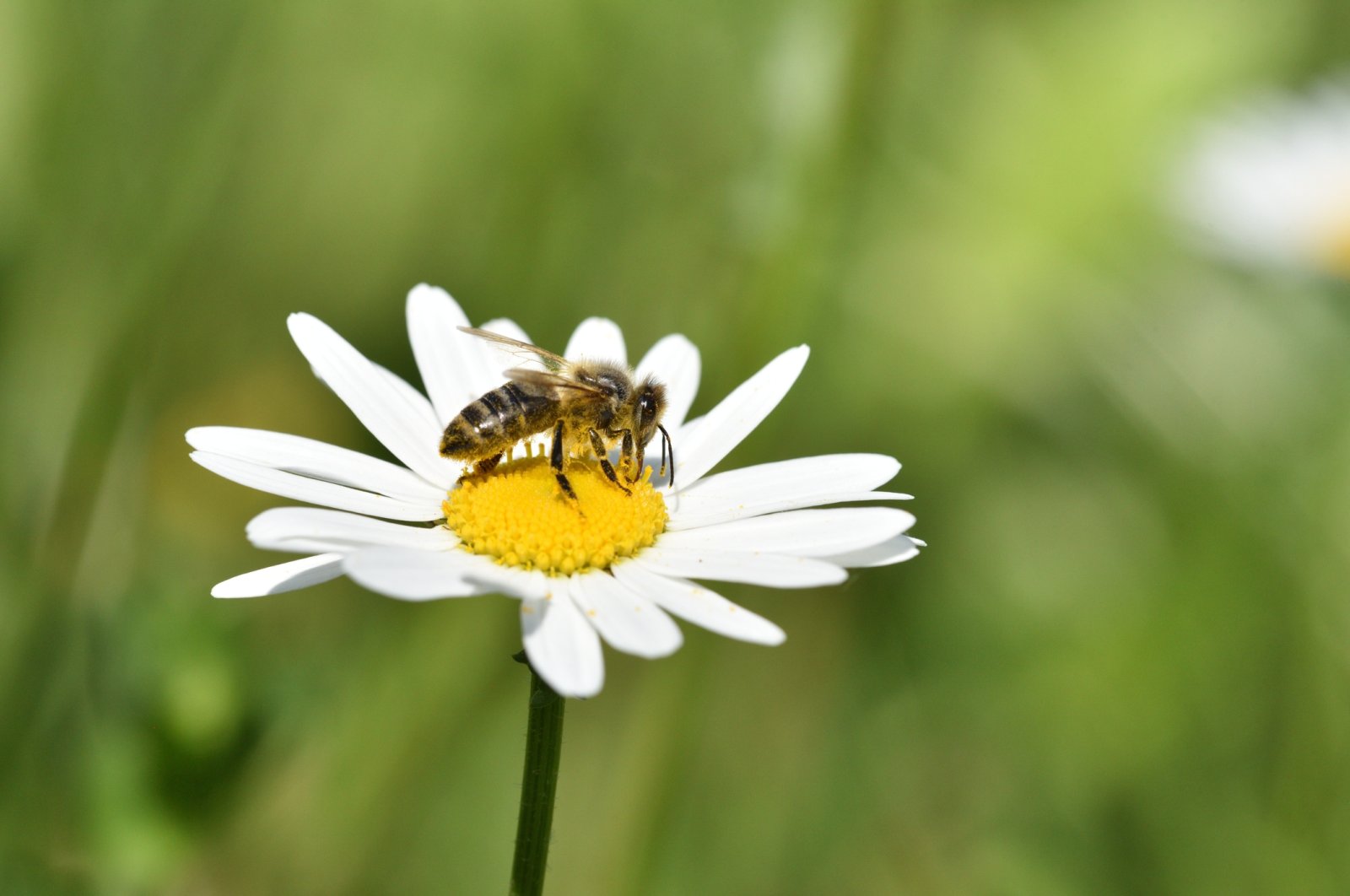 A honey bee is seen on a daisy flower, Jan. 24, 2024. (Getty Images)