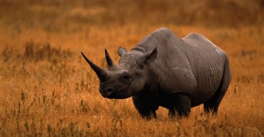 The black rhinos are bouncing back from a significant reduction in their populations due to poaching for their horns. (Getty Images Photo)