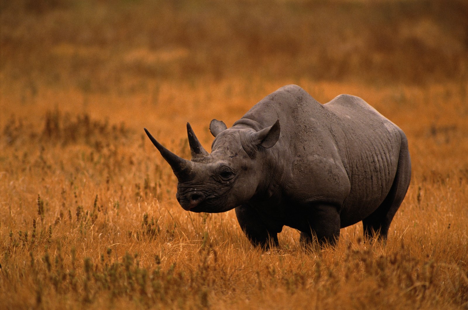 The black rhinos are bouncing back from a significant reduction in their populations due to poaching for their horns. (Getty Images Photo)