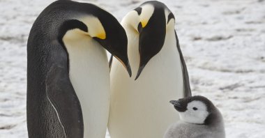 Adult emperor penguins with a chick near Halley Research Station in Antarctica, Jan. 24, 2024. (AP Photo)