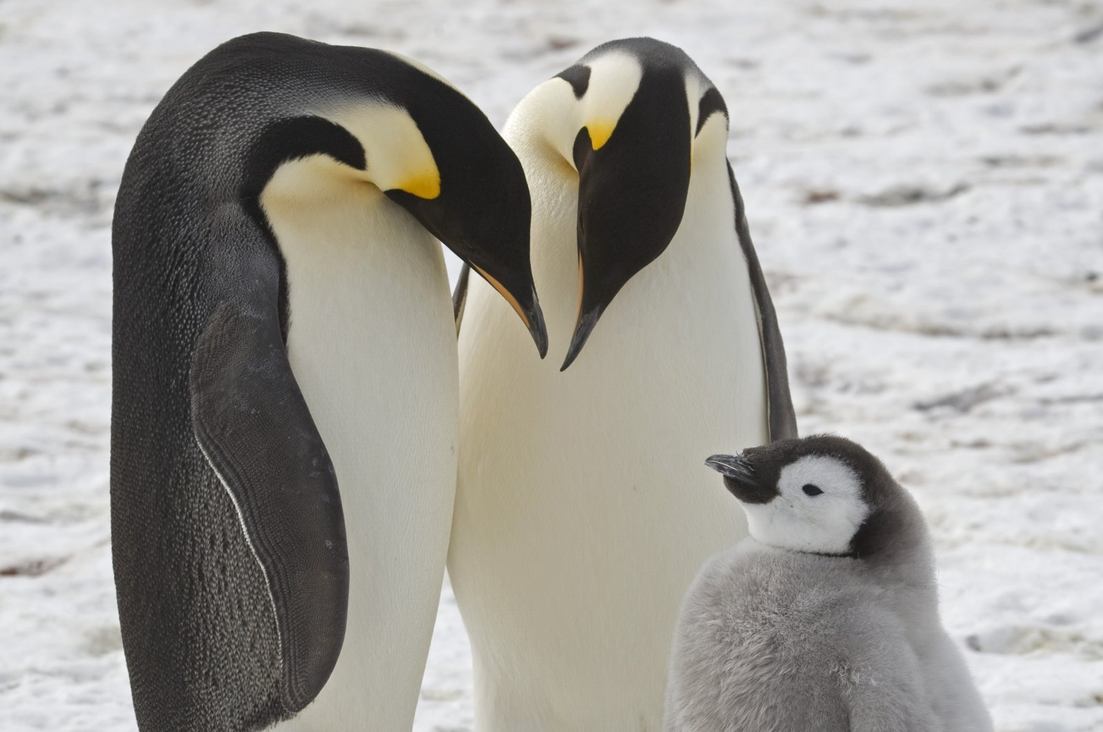 Adult emperor penguins with a chick near Halley Research Station in Antarctica, Jan. 24, 2024. (AP Photo)