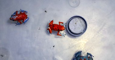 Bogota's Environment Secretary shows frogs seized at the El Dorado International Airport in Bogota, Colombia, Jan. 28, 2024. (AFP Photo)