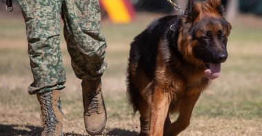 A German Shepherd puppy sent by Türkiye in memory of Proteo, who died during post-quake rescue efforts, is photographed during training in Mexico, Feb. 6, 2024. (AA Photo)