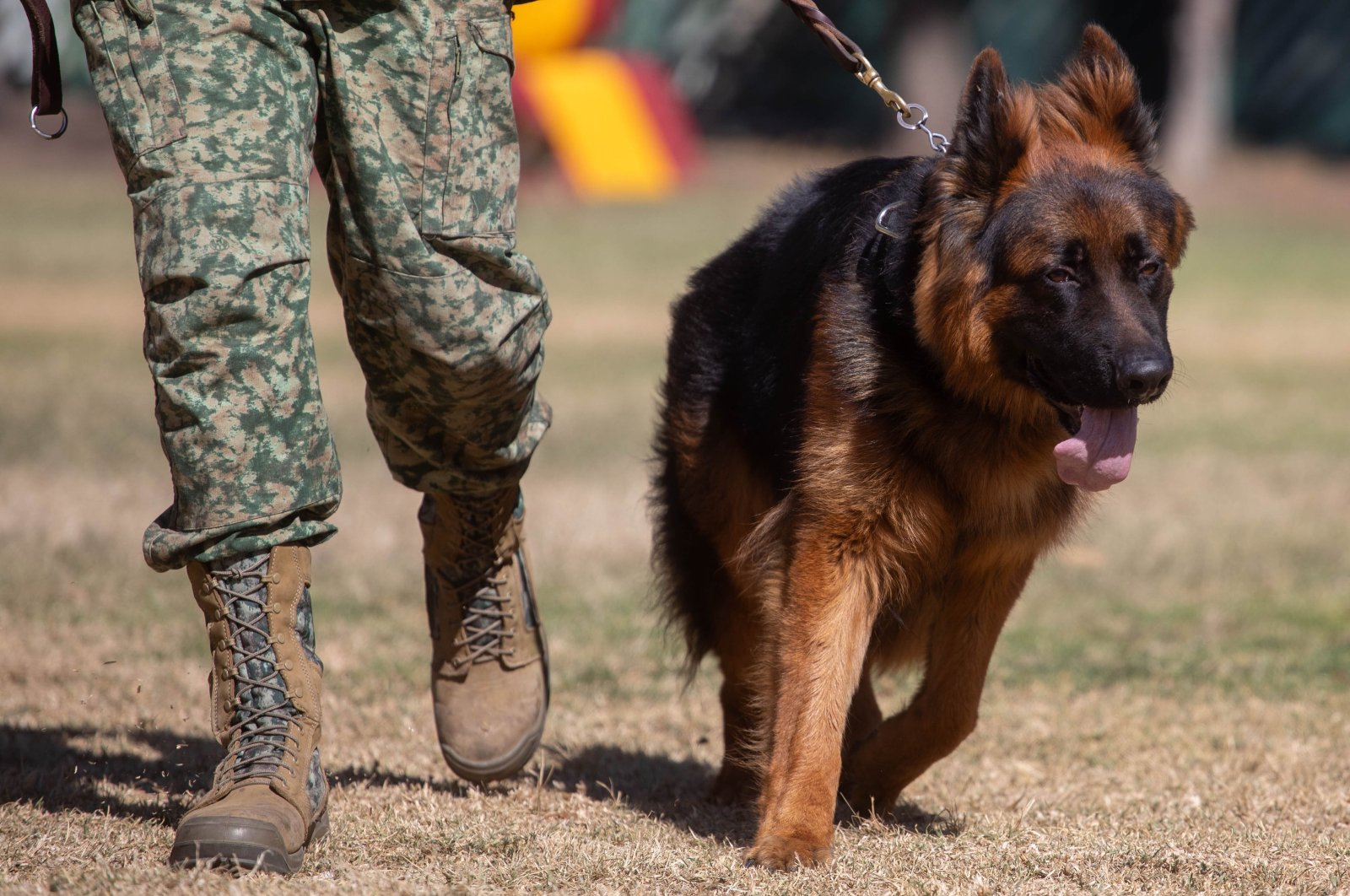 A German Shepherd puppy sent by Türkiye in memory of Proteo, who died during post-quake rescue efforts, is photographed during training in Mexico, Feb. 6, 2024. (AA Photo)