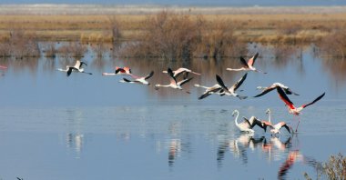 Flamingos are seen in Akgöl, an important migration route of migratory birds, Konya, central Türkiye, Feb. 7, 2024. (AA Photo)