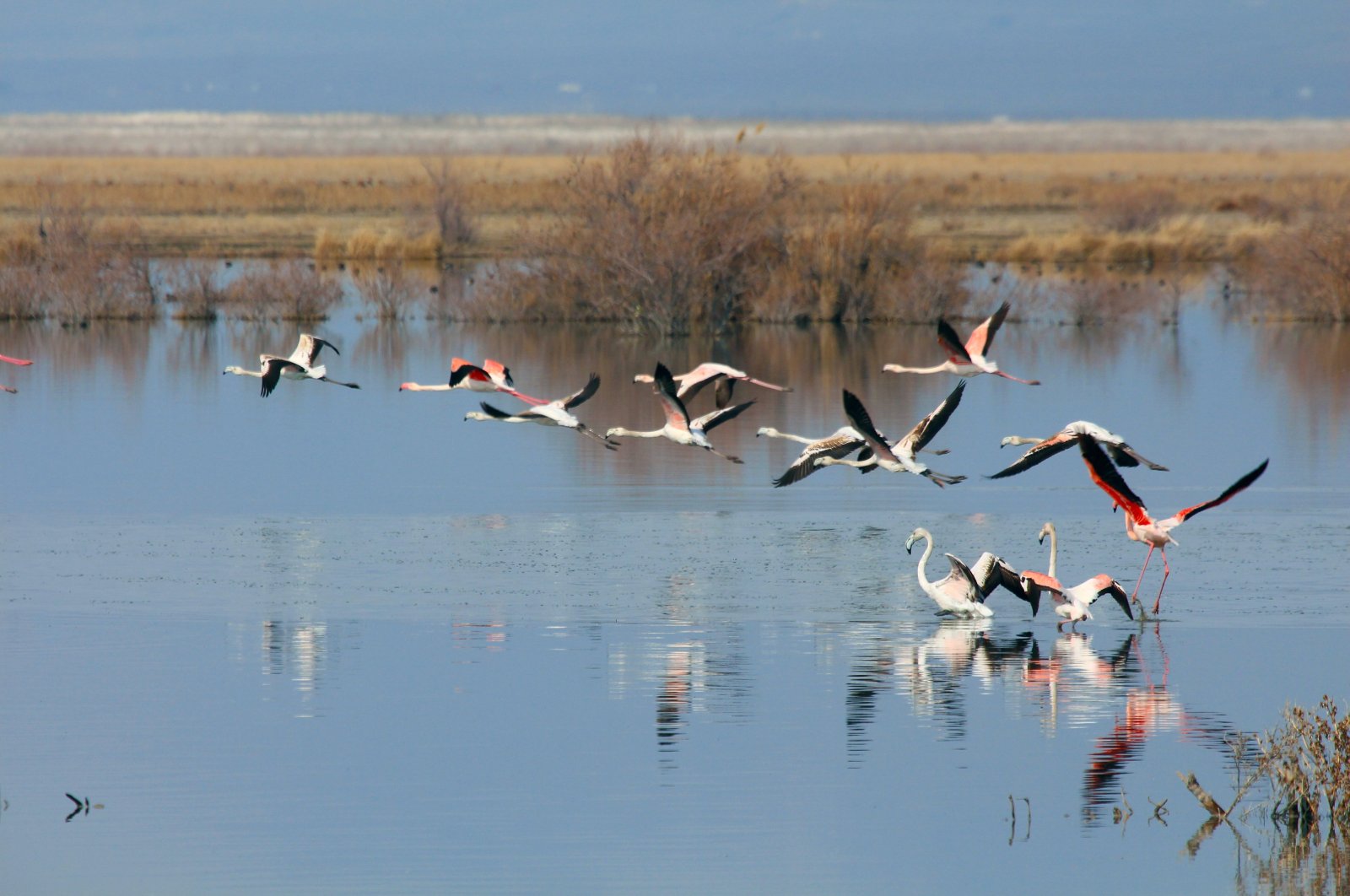 Flamingos are seen in Akgöl, an important migration route of migratory birds, Konya, central Türkiye, Feb. 7, 2024. (AA Photo)