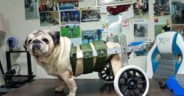 An amputee dog is seen with the walker crafted by Abdulmenaf Çelik, Kocaeli, Türkiye, Feb. 8, 2024. (AA Photo)