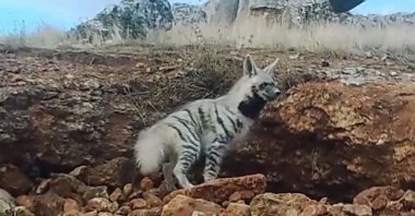 A still shot shows a striped hyena captured by a camera trap in a location in southeastern Türkiye, Feb. 12, 2024. (AA Photo)